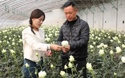 薛城刘小姐玫瑰园
