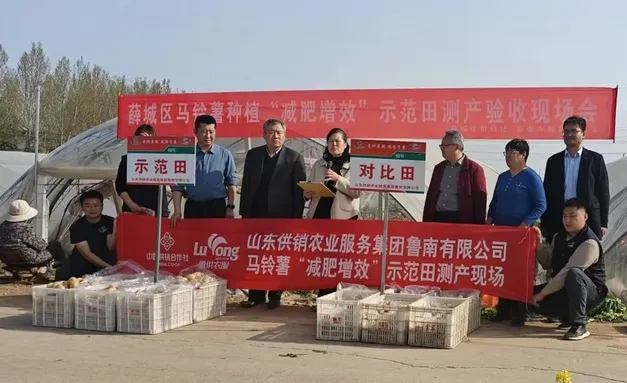 枣庄市薛城区供销社举办马铃薯种植“减肥增效”示范田测产验收活动 